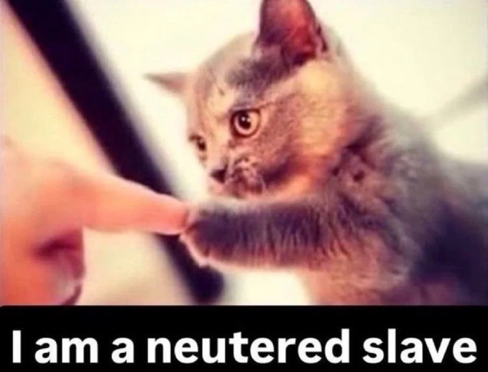 Серьёзный кот касается пальца человека с подписью «I am a neutered slave» — «Я кастрированный раб».