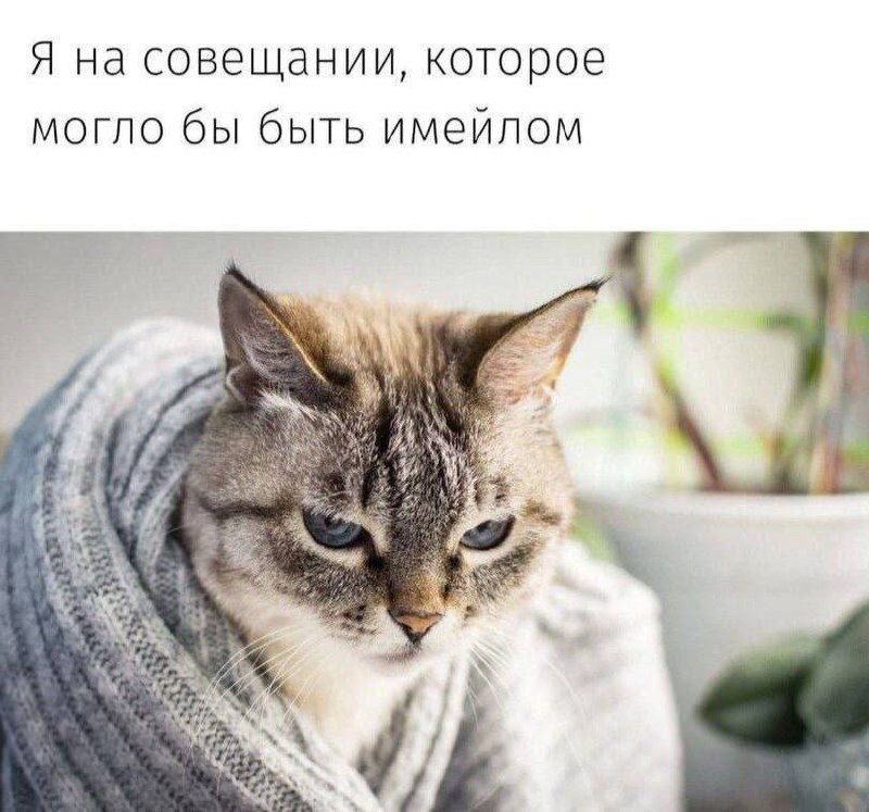 Я на совещании, которое могло бы быть имейлом Кот в свитере на совещании, которое могло быть электронным письмом