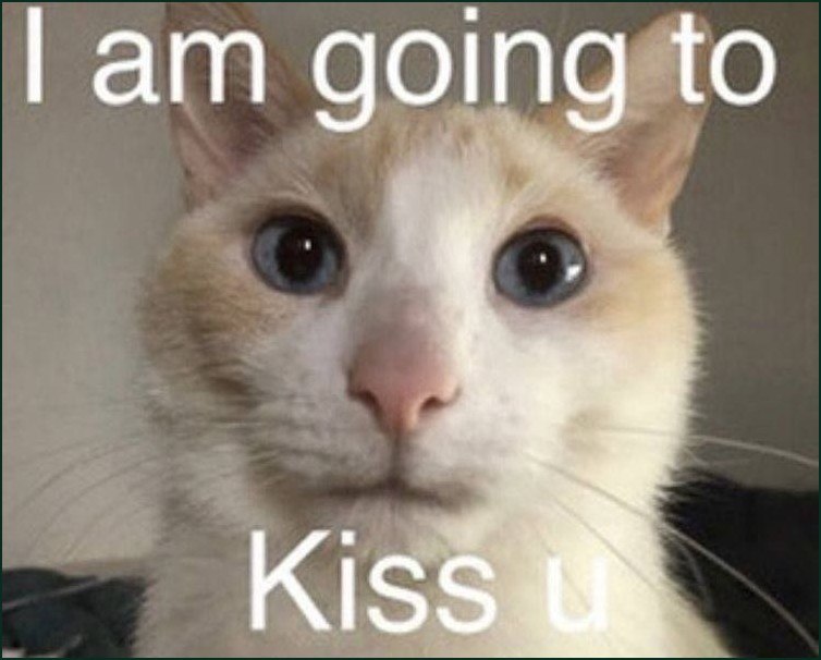 Милая кошка с большими глазами говорит: «I am going to kiss u» — «Я собираюсь тебя поцеловать».