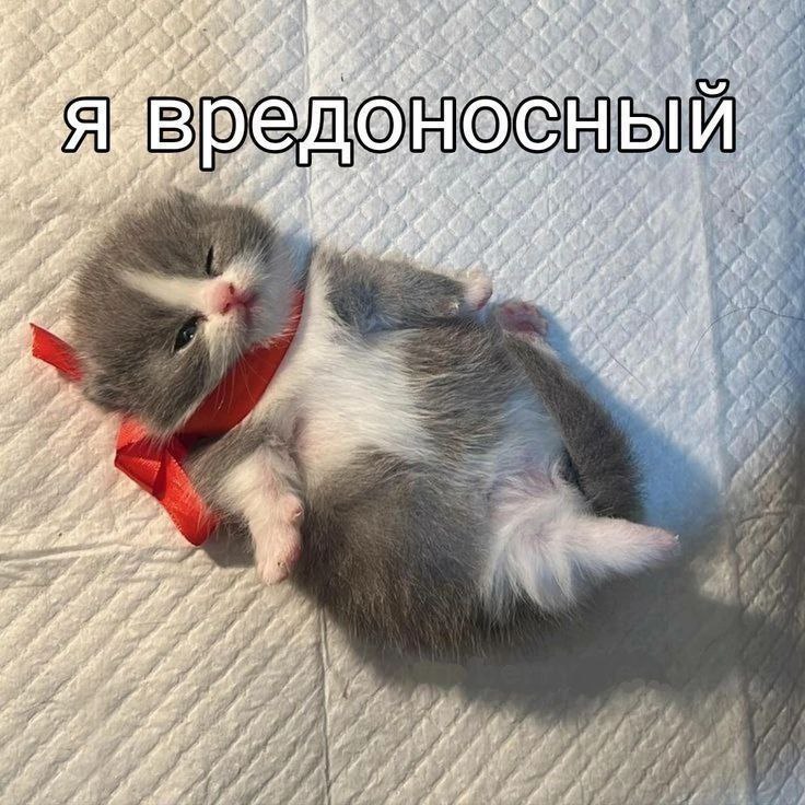 Я вредоносный Маленький котенок лежит на спине с красной ленточкой на шее и текстом «Я вредоносный»