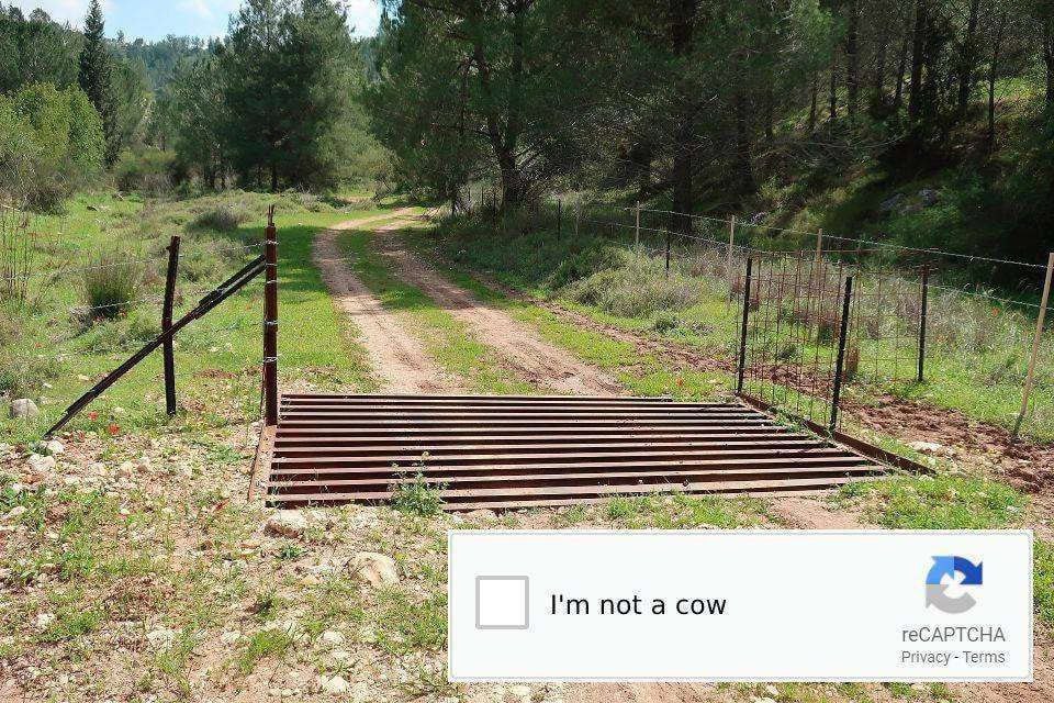 Я не корова reCAPTCHA Шуточная картинка, где reCAPTCHA предлагает выбрать «Я не корова» перед скотопрогоном на грунтовой дороге.