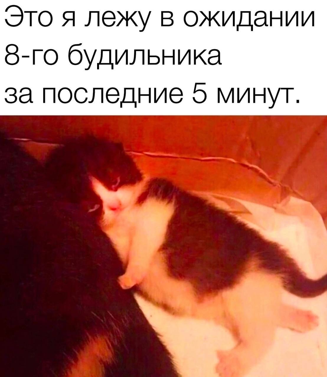Это я лежу в ожидании 8-го будильника Милый маленький котёнок лежит, обняв что-то тёмное, возможно, другого питомца, и ждет 8-го будильника.