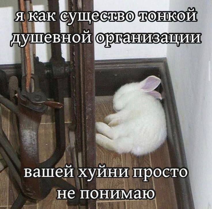 Я как существо тонкой душевной организации Мем с кроликом, который говорит «Я как существо тонкой душевной организации, вашей хуйни просто не понимаю»