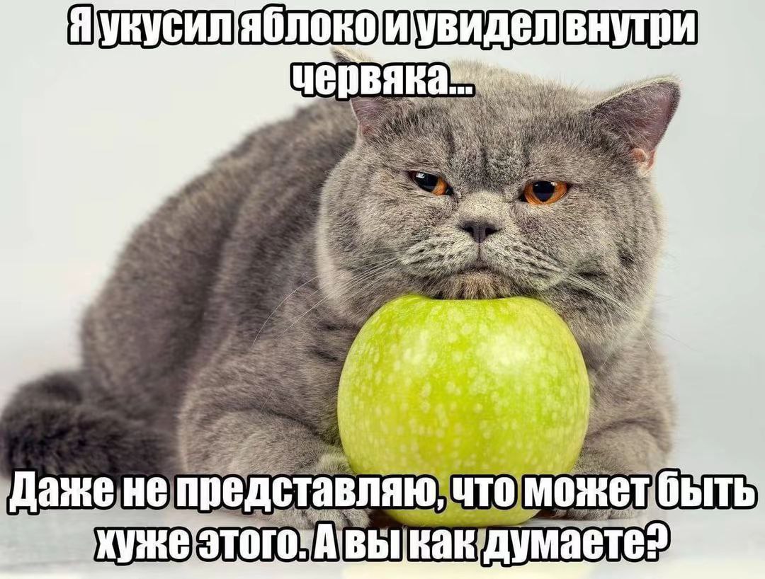 Я укусил яблоко и увидел внутри червяка Кот с недовольной мордочкой держит зеленое яблоко с надписью: Я укусил яблоко и увидел внутри червяка. Даже не представляю, что может быть хуже этого. А вы как думаете?