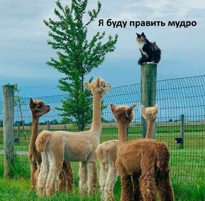 Я буду править мудро Кот на столбе говорит, что будет править мудро, а альпаки смотрят на него