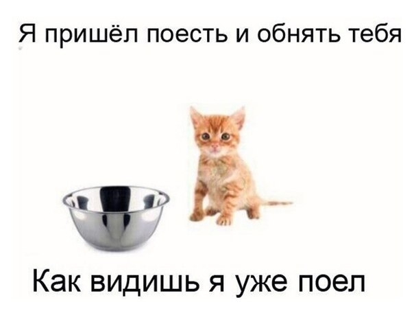 Я пришёл поесть и обнять тебя, как видишь я уже поел Котёнок и пустая миска с текстом "Я пришёл поесть и обнять тебя. Как видишь я уже поел"