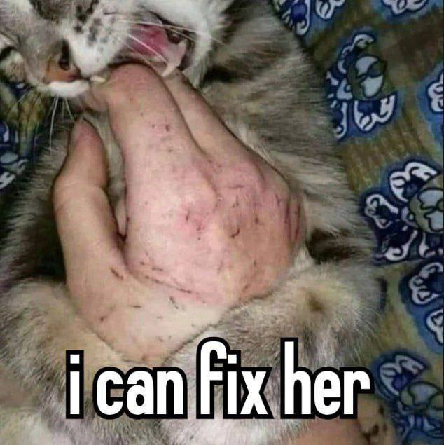 Кот кусает руку, i can fix her Мем с котом, кусающим руку, всю в царапинах, и надписью «i can fix her»