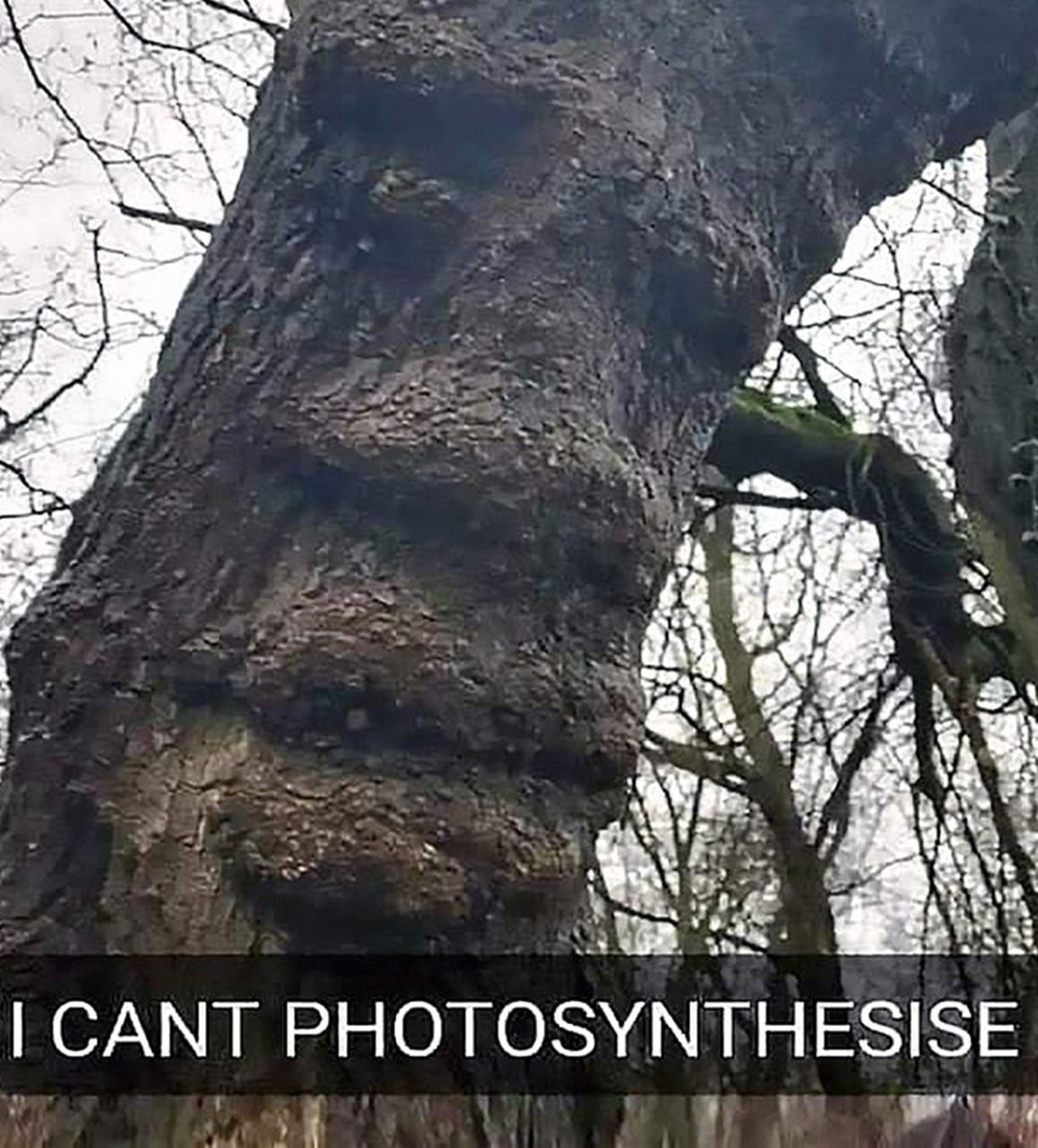 I cant photosynthesise Дерево с лицом, которое не может фотосинтезировать