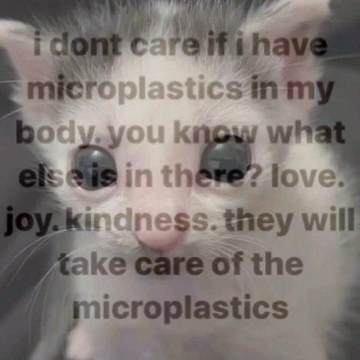 i dont care if i have microplastics in my body На размытом изображении белого котенка наложена фраза «i dont care if i have microplastics in my body. you know what else is in there? love. joy. kindness. they will take care of the microplastics»