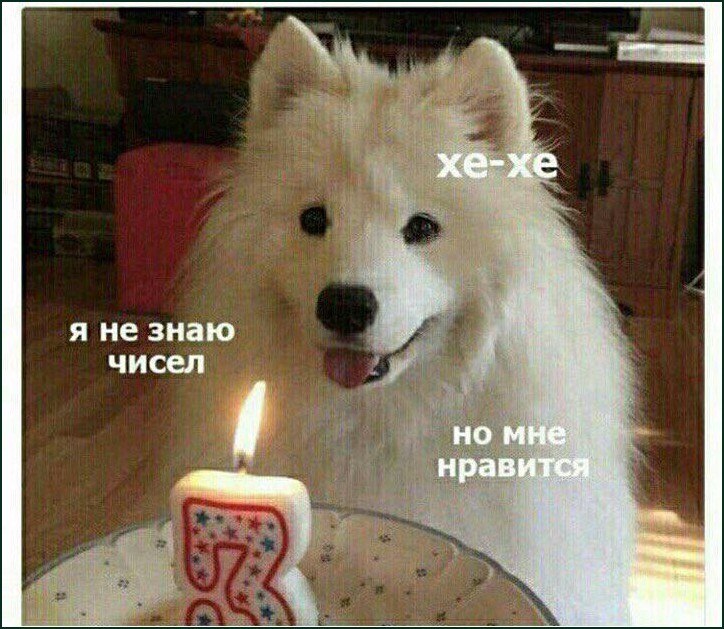 Пушистая белая собака смотрит на горящую свечу в виде цифры 3 и улыбается с подписью «Я не знаю чисел, но мне нравится».