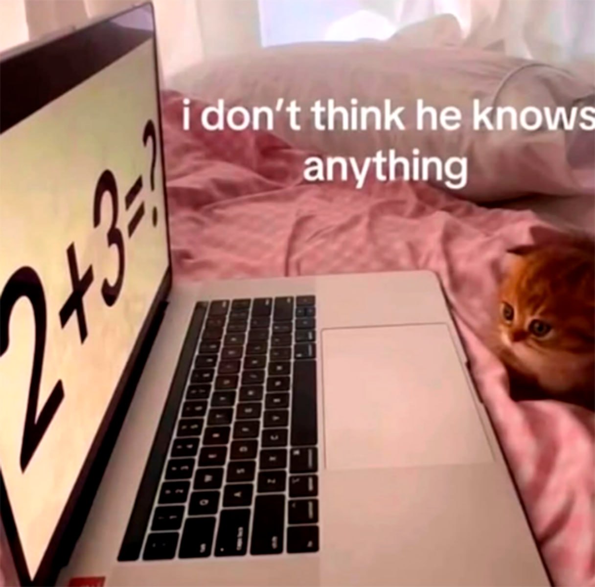 I don't think he knows anything Кот смотрит на экран ноутбука с примером 2+3=?