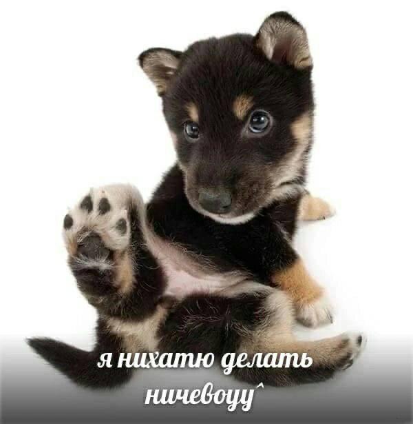 Я нихатю делать ничевоуу Милый щенок сиба-ину поднимает лапку и не хочет ничего делать