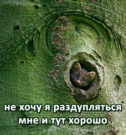 Не хочу я раздупляться Забавный детеныш куницы или похожего животного выглядывает из дупла в дереве с надписью "Не хочу я раздупляться, мне и тут хорошо".