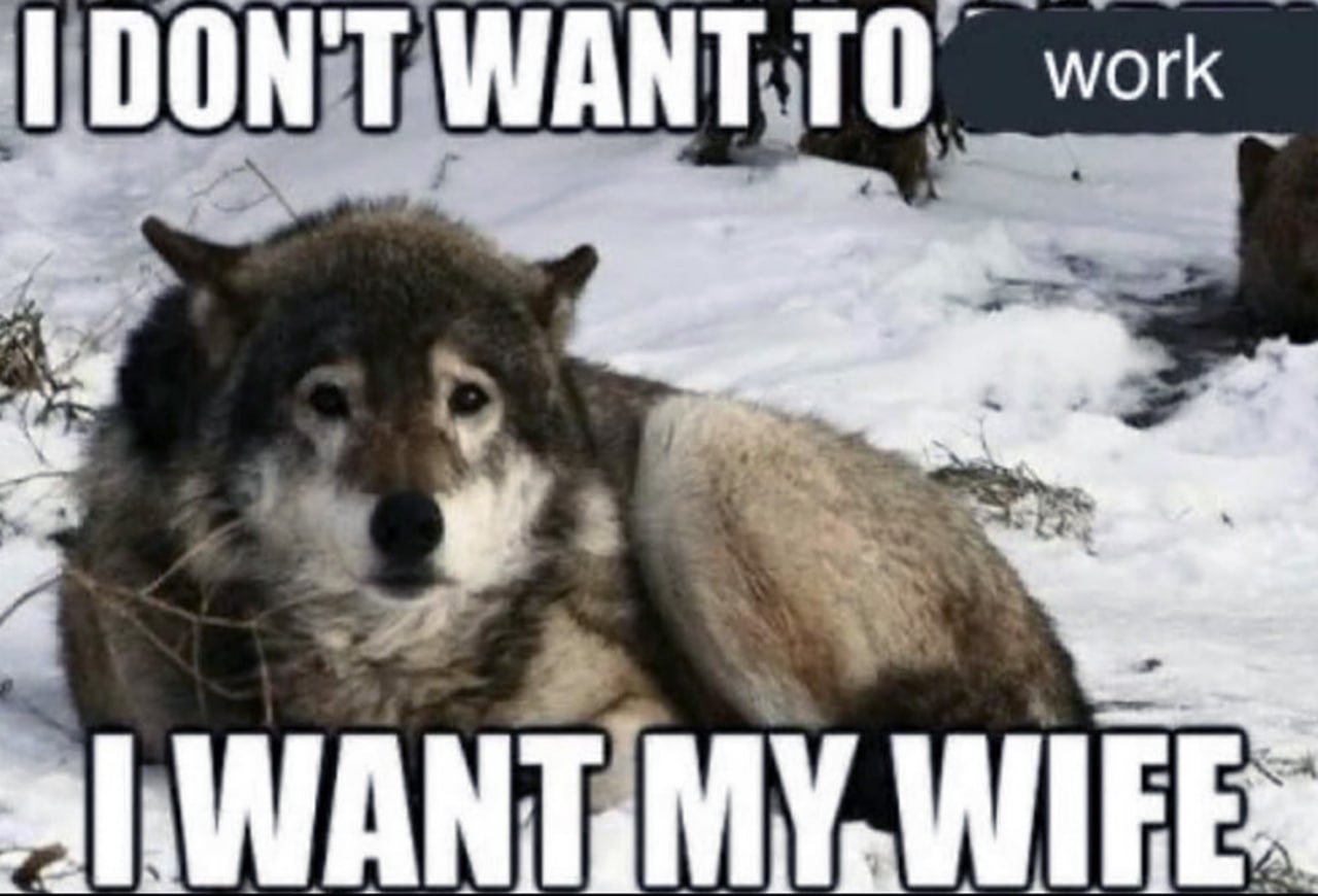 I DON'T WANT TO work, I WANT MY WIFE волк Уставший волк не хочет работать, он хочет свою жену.