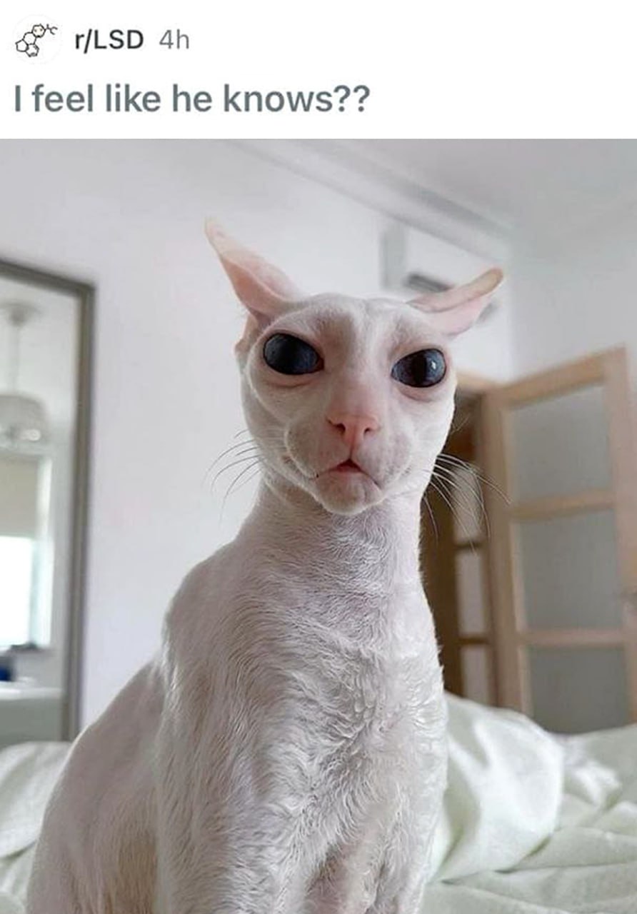 I feel like he knows кот Кот сфинкс с большими глазами, который "знает" все секреты.