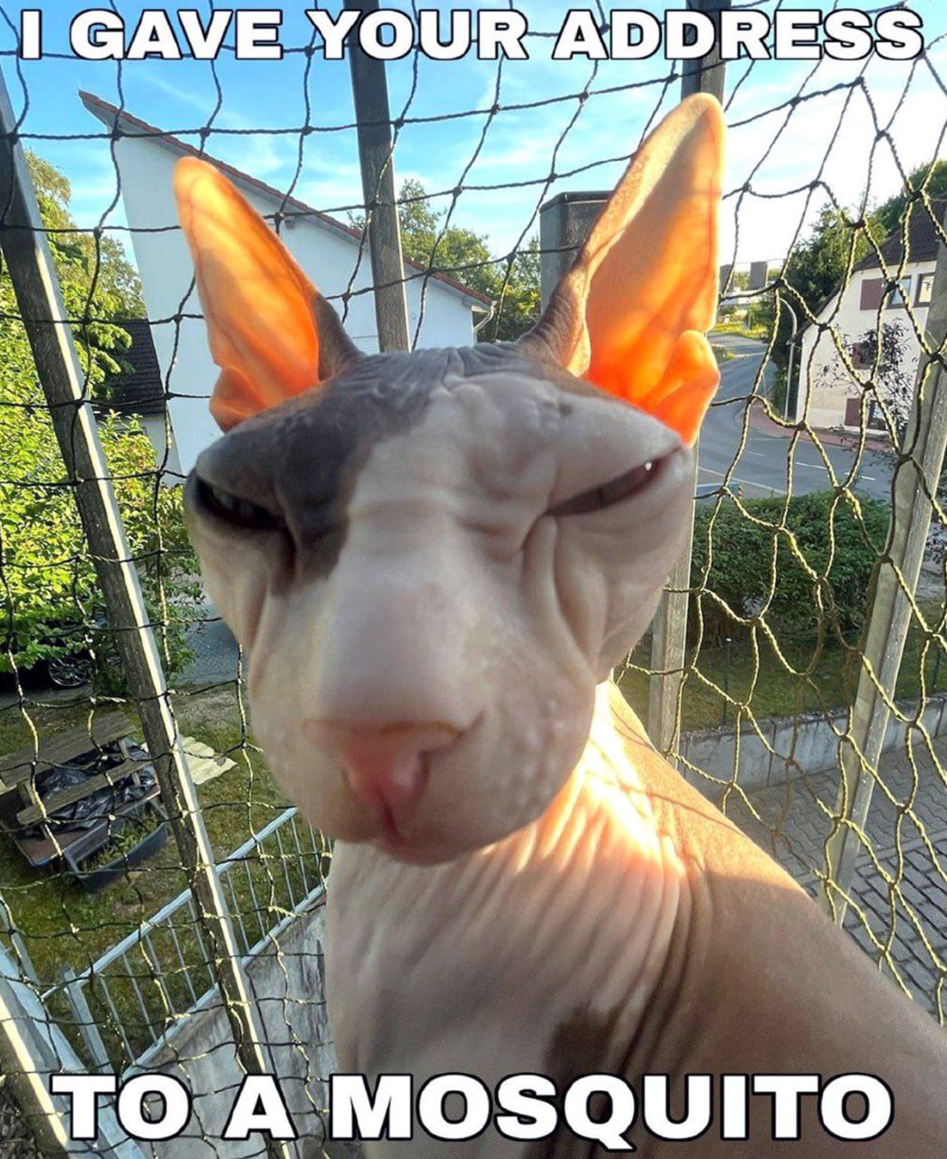 I gave your address to a mosquito Мем с котом сфинксом, который говорит: "I gave your address to a mosquito"