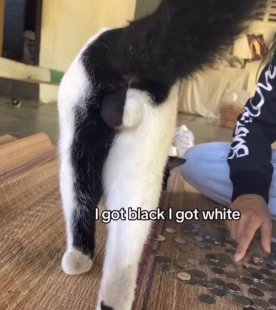 I got black I got white кот Кот с черно-белыми яичками стоит спиной, рядом с ним человек перебирает монеты на полу.