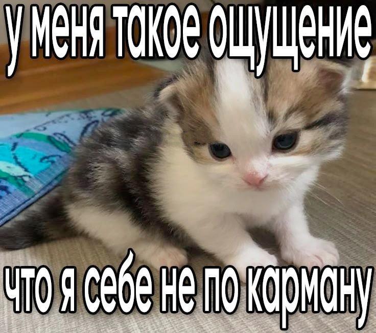 У меня такое ощущение, что я себе не по карману Очаровательный котенок с грустным выражением мордочки, который, кажется, размышляет о своей стоимости, на мемной картинке с надписью «у меня такое ощущение, что я себе не по карману»