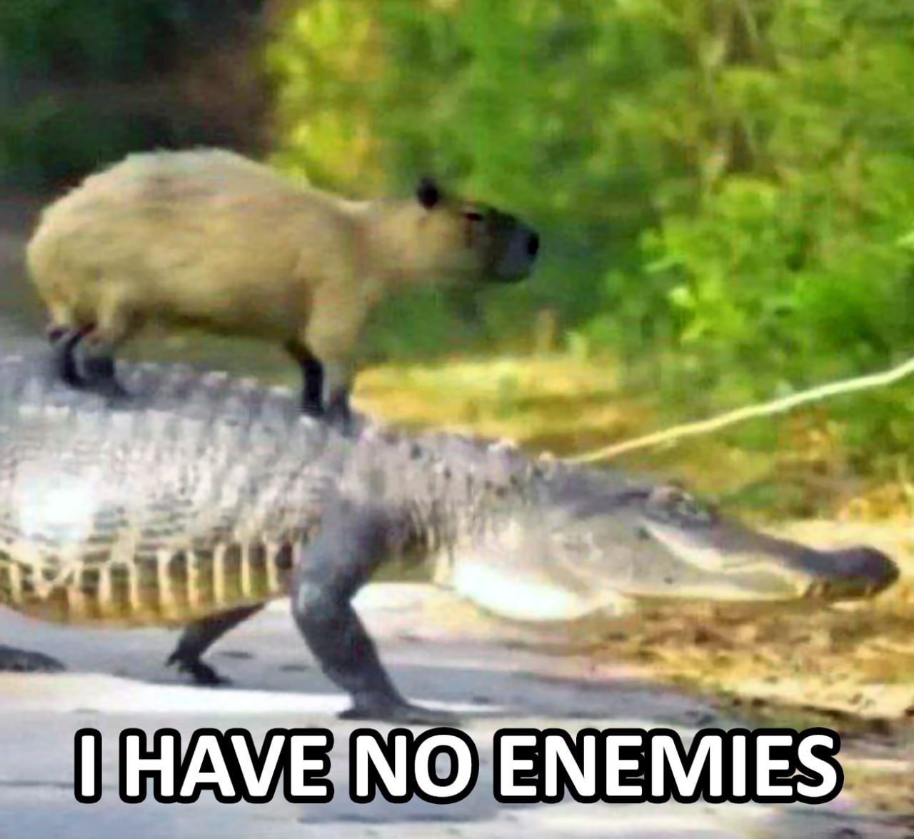 Капибара на аллигаторе I have no enemies Капибара сидит верхом на аллигаторе с подписью "I have no enemies"