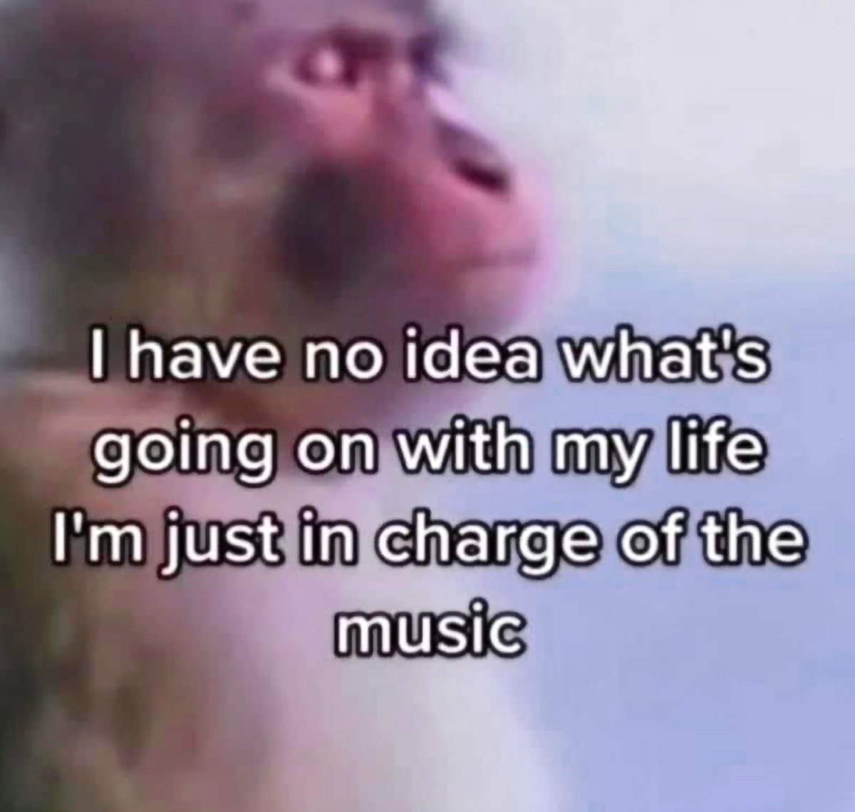I have no idea what's going on with my life Обезьяна, которая не знает, что происходит в её жизни, но отвечает за музыку.