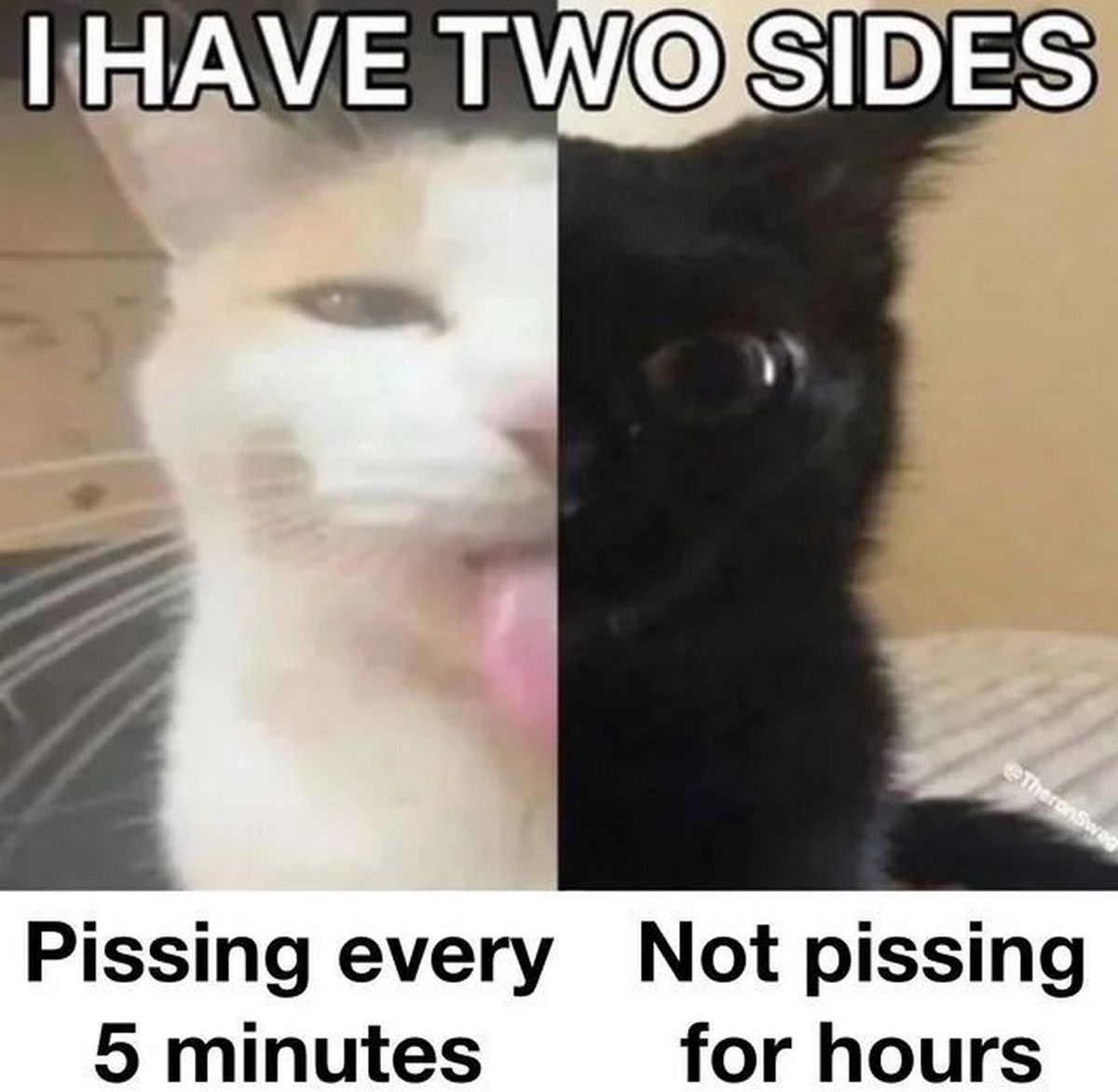 I have two sides: Pissing every 5 minutes Мем с котом, который говорит «У меня есть две стороны: писаю каждые 5 минут и не писаю часами»