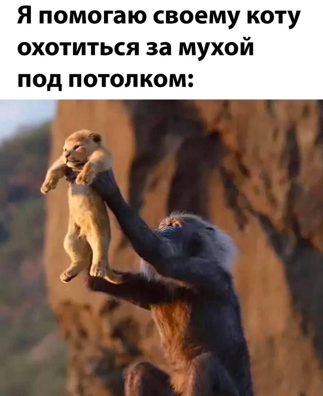Я помогаю своему коту охотиться за мухой под потолком Я помогаю своему коту охотиться за мухой под потолком: мандрил Рафики держит львенка Симбу.