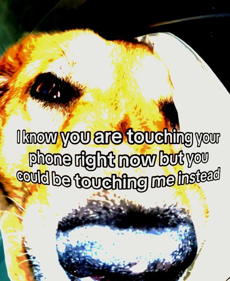 I know you are touching your phone right now but you could be touching me instead Собака "deep fried" с текстом: "Я знаю, что вы сейчас прикасаетесь к своему телефону, но вы могли бы вместо этого прикасаться ко мне"