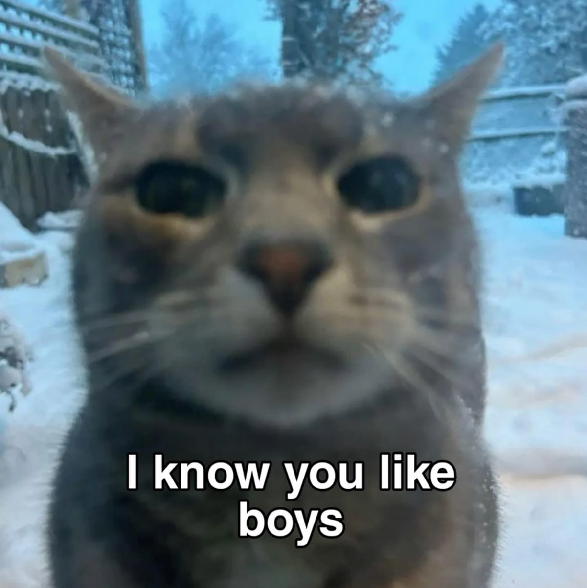 I know you like boys кот Кот с текстом "I know you like boys" на фоне заснеженного двора