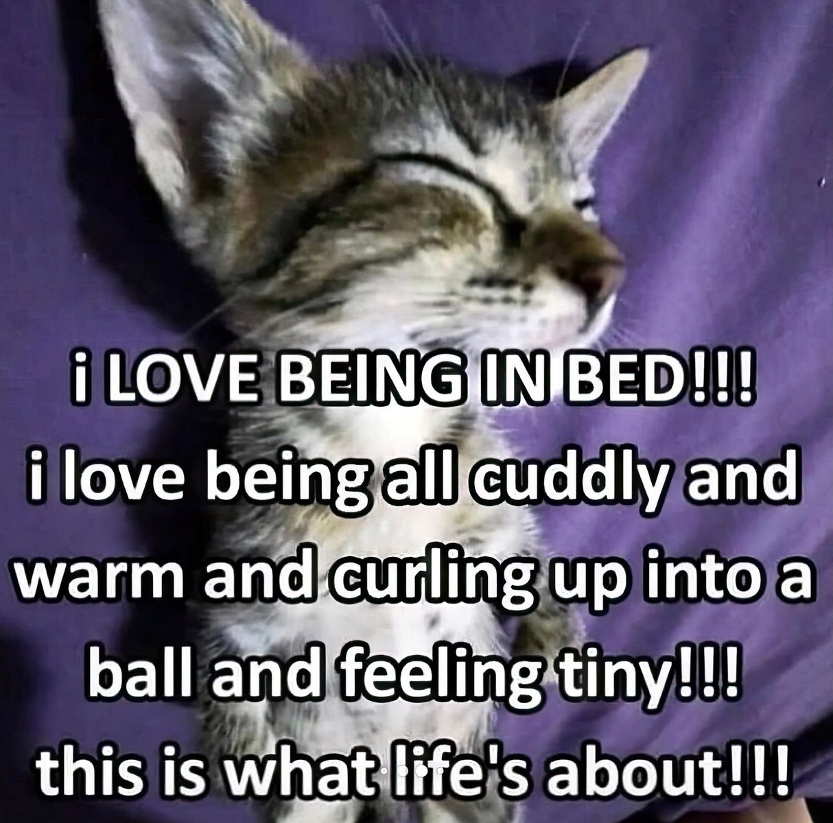 I love being in bed Уютный котенок спит в кровати