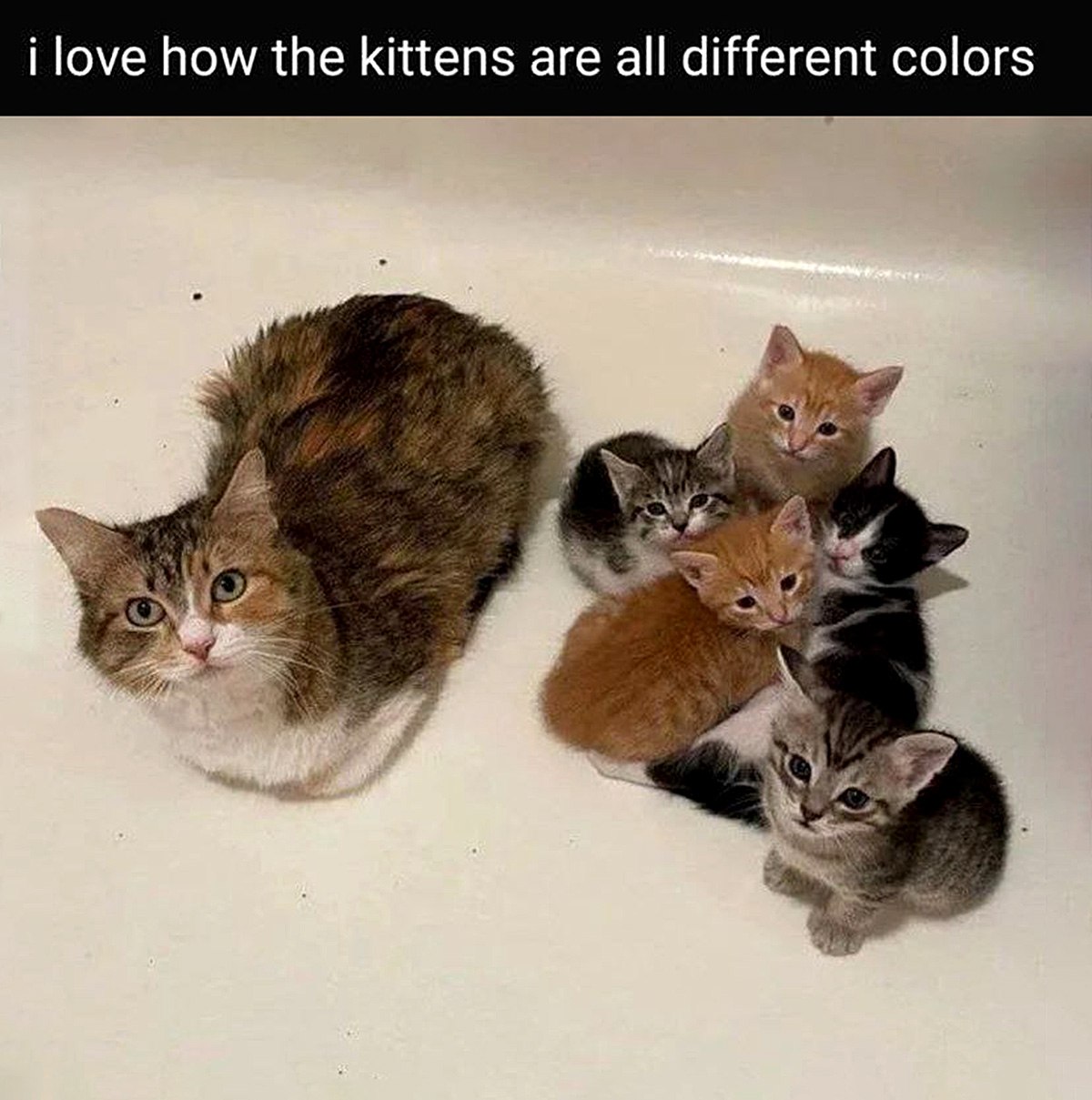I love how the kittens are all different colors Кошка-мама и ее котята разного окраса
