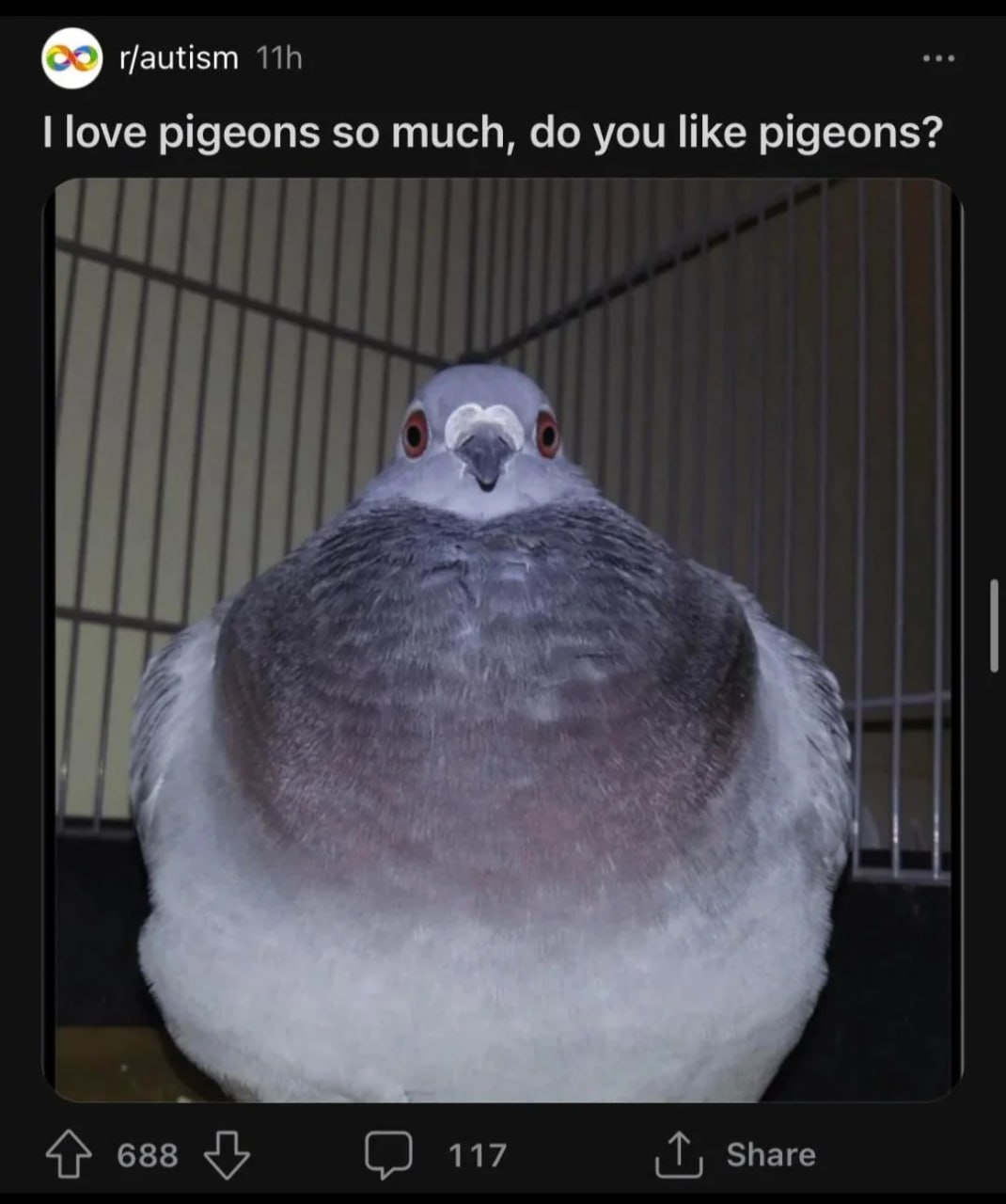 Скриншот поста из Reddit с надписью «I love pigeons so much, do you like pigeons?» и очень пухлым голубем в клетке
