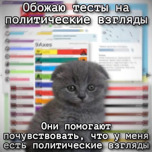 Обожаю тесты на политические взгляды Мем с котенком и текстом "Обожаю тесты на политические взгляды"
