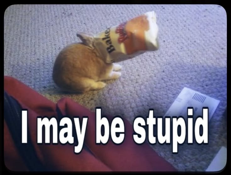 Рыжий котёнок застрял в упаковке, а на изображении написано: «I may be stupid»