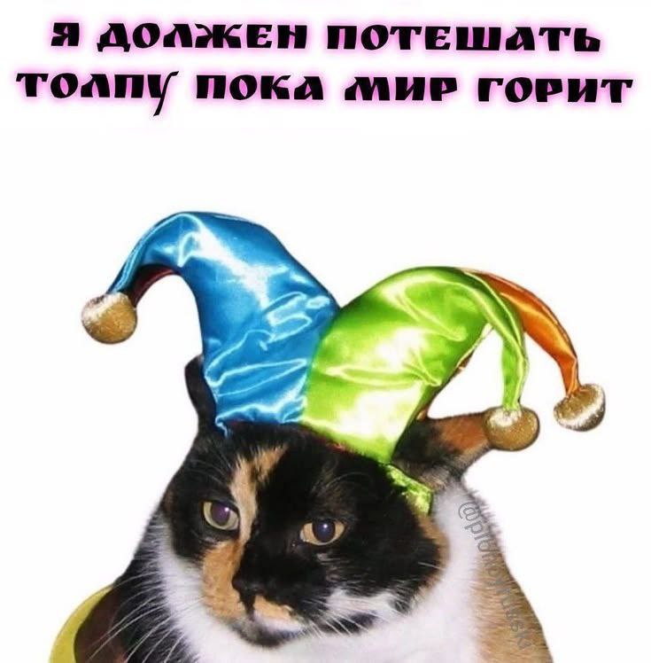 Недовольный кот в шапке шута с надписью «Я должен потешать толпу, пока мир горит».