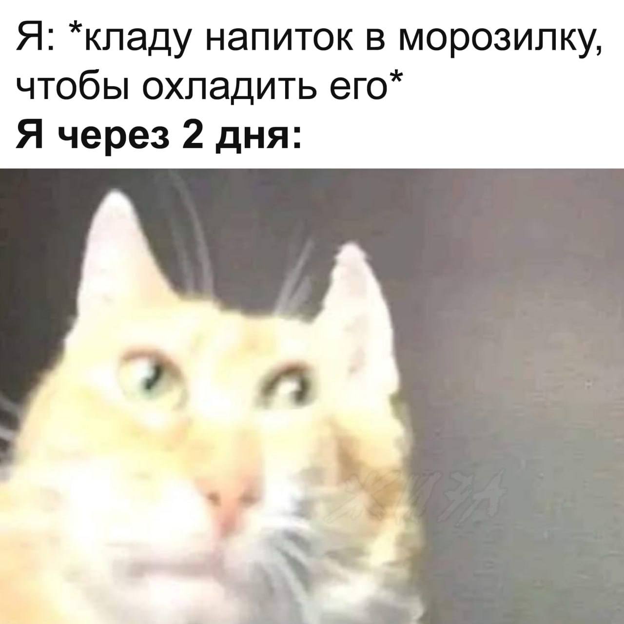 Я кладу напиток в морозилку, а я через 2 дня Я кладу напиток в морозилку, чтобы охладить его, а я через 2 дня