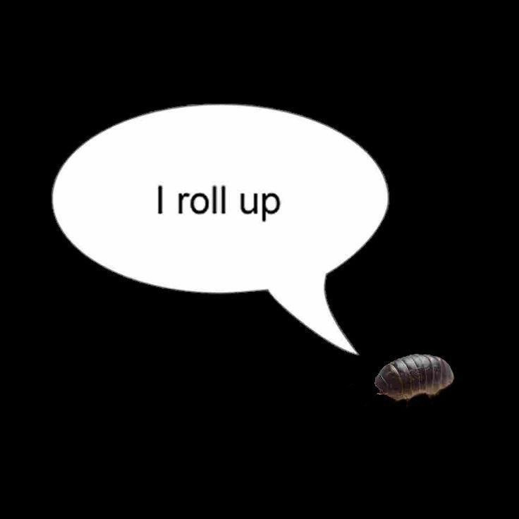Мокрица на чёрном фоне со словами «I roll up» в облачке реплики, шутка про то, что она сворачивается в шарик.