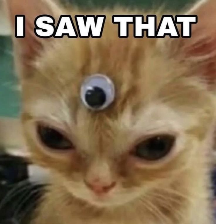 Кот I saw that Кот с наклеенным глазом и надписью «I saw that»