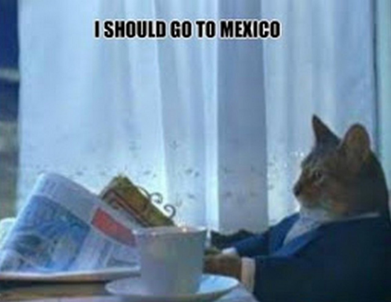 I Should Go To Mexico Кот в костюме смотрит в окно и думает: «Мне нужно поехать в Мексику»