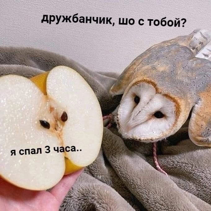 Я спал 3 часа Сова и половинка груши разговаривают про недосып