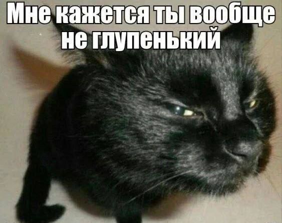 Мне кажется ты вообще не глупенький Мем с котом, который внимательно и с подозрением смотрит в камеру с надписью "Мне кажется ты вообще не глупенький"