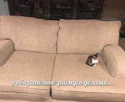 Я обязательно займусь делами кот Котёнок на большом бежевом диване, обещающий заняться делами