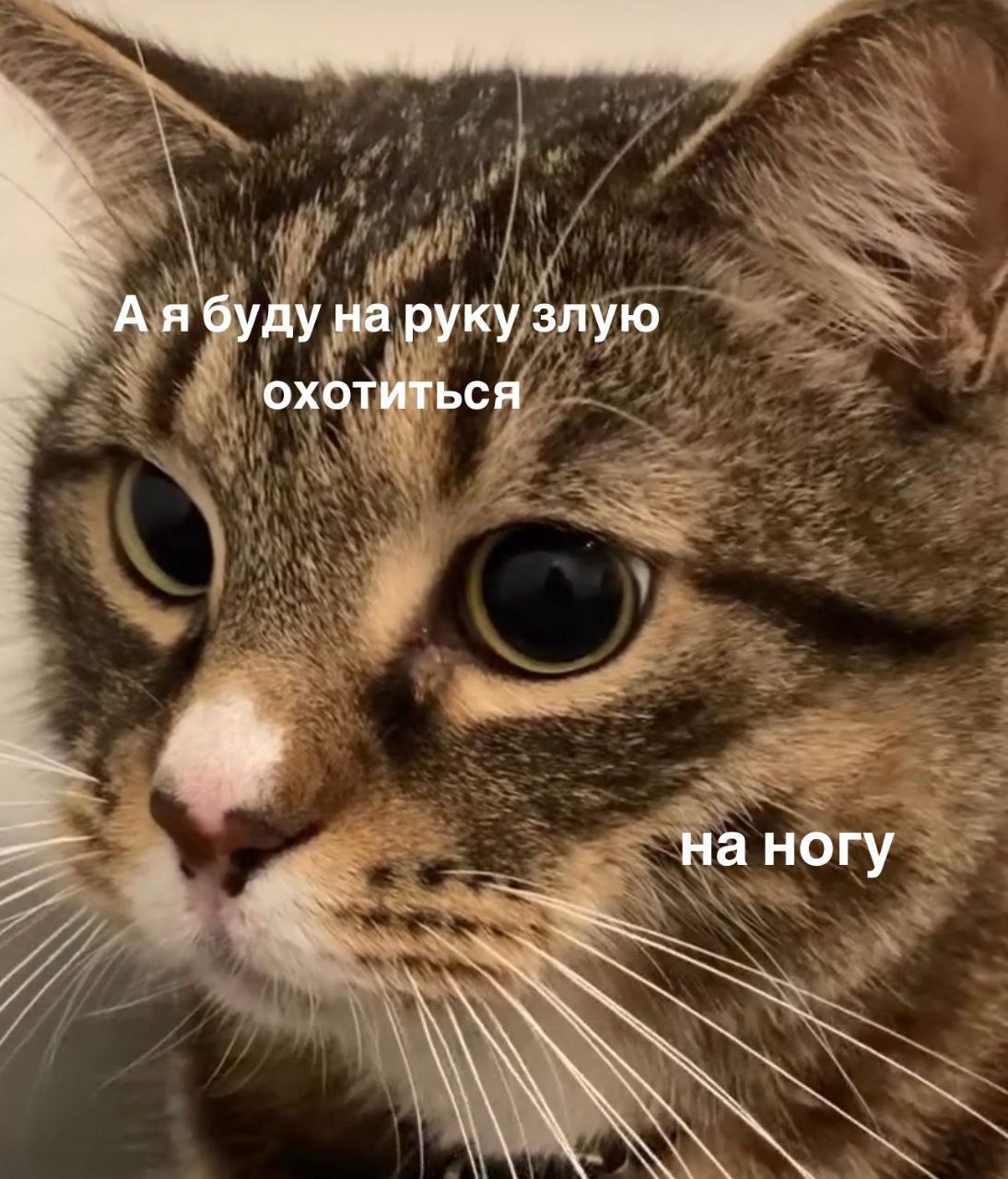 А я буду на руку злую охотиться на ногу Мем с котом, который будет охотиться на злую руку на ногу