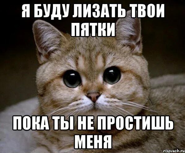 Я буду лизать твои пятки Милый кот с большими глазами, который говорит «Я буду лизать твои пятки, пока ты не простишь меня»