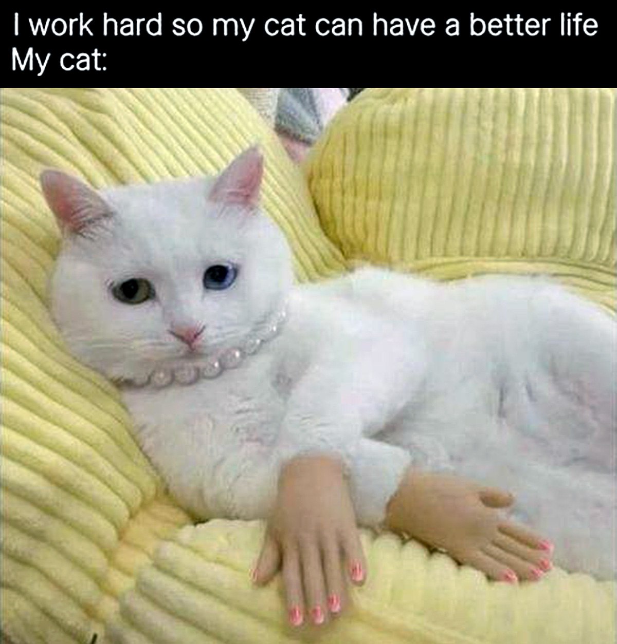 I work hard so my cat can have a better life Мем с котом, который выглядит как аристократ с человеческими руками и жемчужным ожерельем, показывающий результат усердной работы хозяина