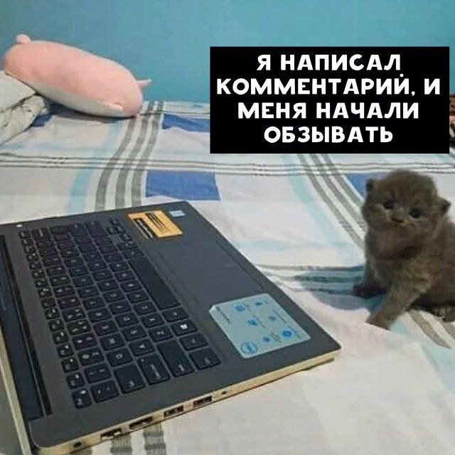Я написал комментарий, и меня начали обзывать Маленький серый котенок сидит рядом с ноутбуком на кровати, а над ним находится черная табличка с текстом, который он как будто бы произносит.