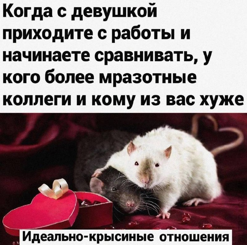 Идеально-крысиные отношения Мем про сравнение коллег и "идеально-крысиные отношения" с двумя крысами в обнимку.