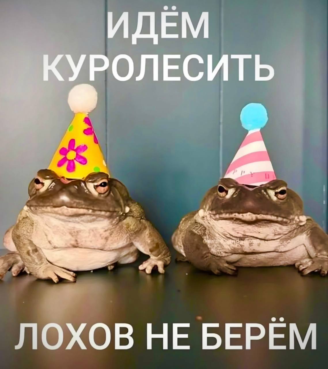 Идём куролесить, лохов не берём Две жабы в праздничных колпаках с надписью «Идём куролесить, лохов не берём»