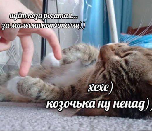 Идёт коза рогатая за малыми котятами На картинке человек играет с котом, имитируя козу рогатую, а кот реагирует на это