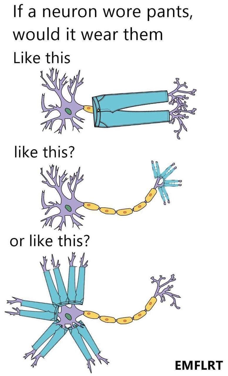 Мем с вопросом, как нейрон носил бы штаны, предлагая три смешных варианта.