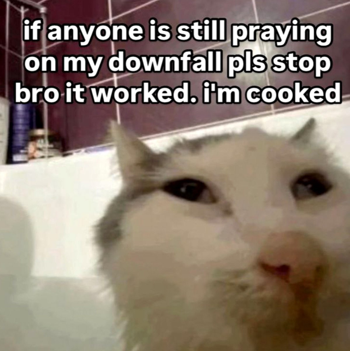 if anyone is still praying on my downfall pls stop bro it worked. I'm cooked Мем с котом, который смотрит в камеру из ванной и говорит: "if anyone is still praying on my downfall pls stop bro it worked. I'm cooked"